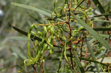 APII jpeg image of Acacia hakeoides  © contact APII