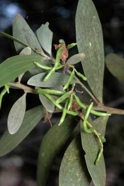 APII jpeg image of Acacia leiocalyx  © contact APII