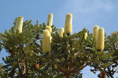 APII jpeg image of Banksia grandis  © contact APII