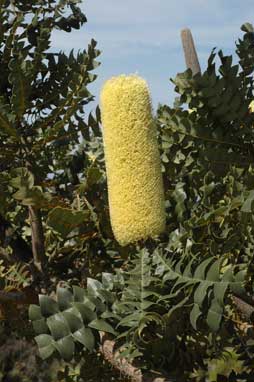 APII jpeg image of Banksia grandis  © contact APII