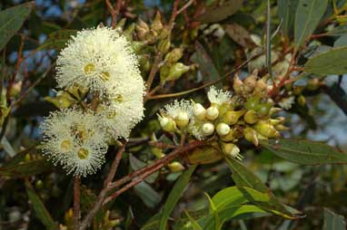 APII jpeg image of Eucalyptus indurata  © contact APII