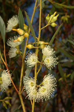 APII jpeg image of Eucalyptus captiosa  © contact APII