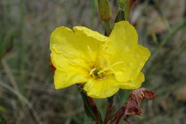 APII jpeg image of Oenothera stricta subsp. stricta  © contact APII