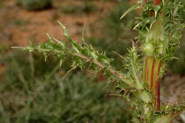 APII jpeg image of Sonchus asper  © contact APII