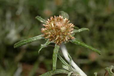 APII jpeg image of Euchiton sphaericus  © contact APII