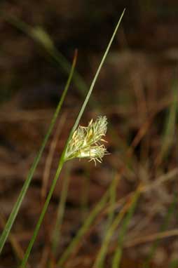 APII jpeg image of Carex inversa  © contact APII