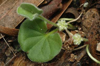 APII jpeg image of Dichondra repens  © contact APII