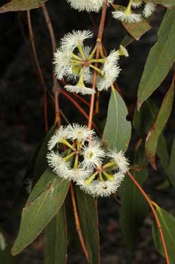 APII jpeg image of Eucalyptus dives  © contact APII