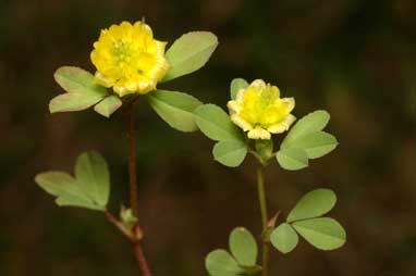 APII jpeg image of Trifolium campestre  © contact APII