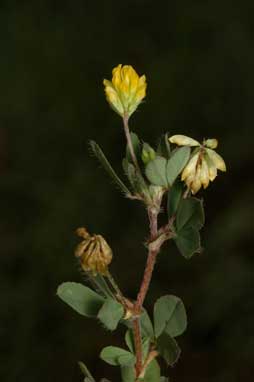 APII jpeg image of Trifolium dubium  © contact APII