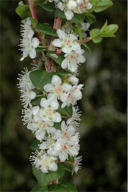 APII jpeg image of Hypocalymma cordifolium  © contact APII