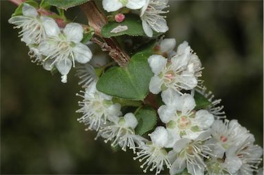 APII jpeg image of Hypocalymma cordifolium  © contact APII