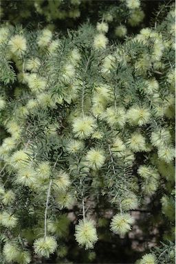 APII jpeg image of Melaleuca incana  © contact APII