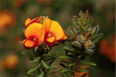 APII jpeg image of Pultenaea subspicata  © contact APII