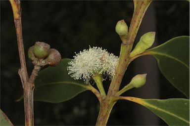 APII jpeg image of Eucalyptus langleyi  © contact APII