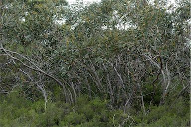 APII jpeg image of Eucalyptus langleyi  © contact APII