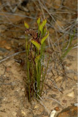 APII jpeg image of Schizaea bifida  © contact APII