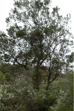 APII jpeg image of Allocasuarina littoralis  © contact APII