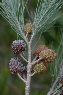 APII jpeg image of Allocasuarina littoralis  © contact APII