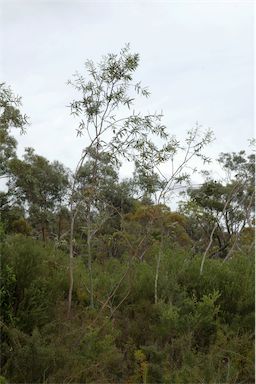 APII jpeg image of Eucalyptus sturgissiana  © contact APII