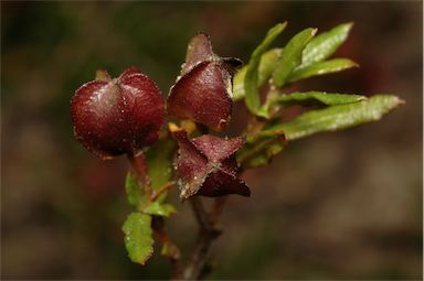 APII jpeg image of Dodonaea camfieldii  © contact APII