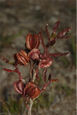 APII jpeg image of Dodonaea camfieldii  © contact APII