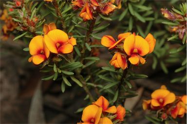 APII jpeg image of Pultenaea subspicata  © contact APII