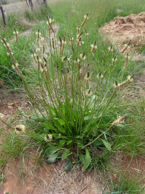 APII jpeg image of Plantago lanceolata  © contact APII