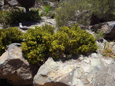 APII jpeg image of Hibbertia fasciculata  © contact APII