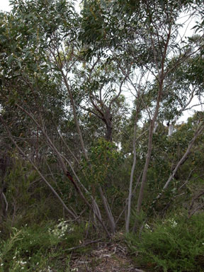 APII jpeg image of Eucalyptus langleyi  © contact APII