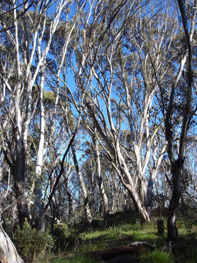 APII jpeg image of Eucalyptus pauciflora  © contact APII