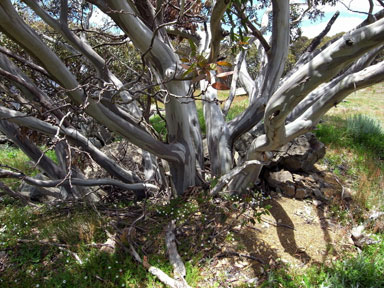 APII jpeg image of Eucalyptus pauciflora  © contact APII