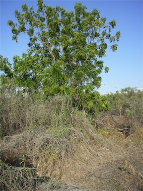 APII jpeg image of Azadirachta indica  © contact APII