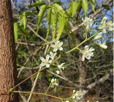 APII jpeg image of Azadirachta indica  © contact APII