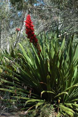 APII jpeg image of Doryanthes palmeri  © contact APII