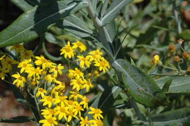 APII jpeg image of Senecio linearifolius var. dangarensis  © contact APII