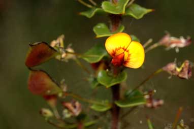 APII jpeg image of Daviesia squarrosa  © contact APII