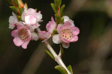 APII jpeg image of Thryptomene johnsonii  © contact APII