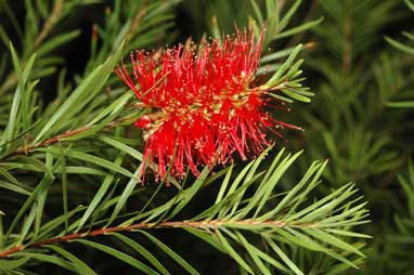 APII jpeg image of Callistemon 'Packers Selection'  © contact APII