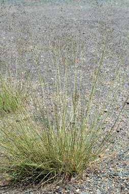 APII jpeg image of Eragrostis curvula  © contact APII