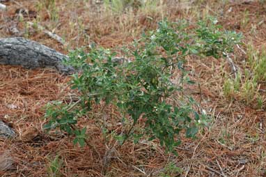 APII jpeg image of Solanum chenopodioides  © contact APII