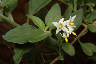 APII jpeg image of Solanum chenopodioides  © contact APII