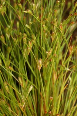 APII jpeg image of Juncus bufonius  © contact APII