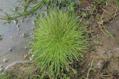 APII jpeg image of Isolepis platycarpa  © contact APII