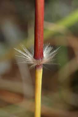 APII jpeg image of Sorghum leiocladum  © contact APII