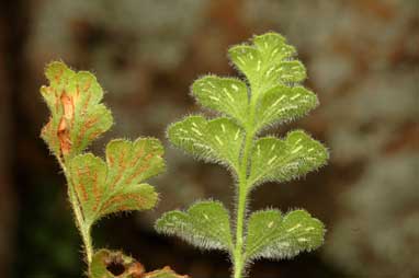 APII jpeg image of Pleurosorus rutifolius  © contact APII