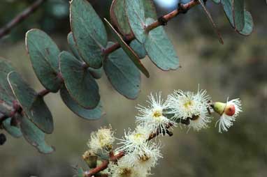 APII jpeg image of Eucalyptus pulverulenta  © contact APII