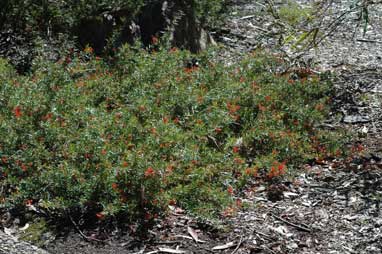 APII jpeg image of Grevillea juniperina subsp. allojohnsonii  © contact APII