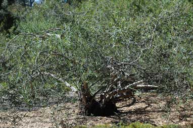 APII jpeg image of Eucalyptus deuaensis  © contact APII