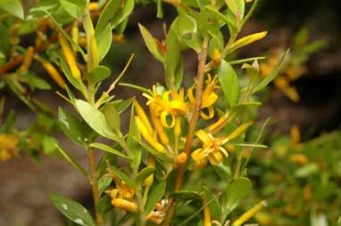 APII jpeg image of Persoonia marginata  © contact APII